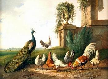 unknow artist Cocks and  Peafowl 060 France oil painting art